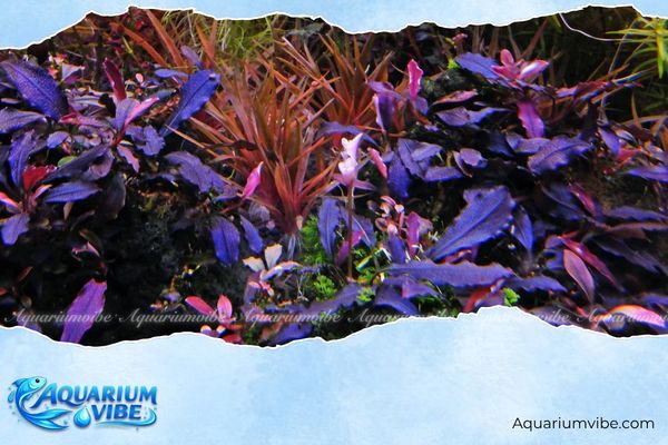 Bucep lá tím 2 Điều kiện aquarium có nhiệt độ 22 – 27°C và pH 6.2 – 7.2 rất thích hợp để bucep lá tím sinh trưởng