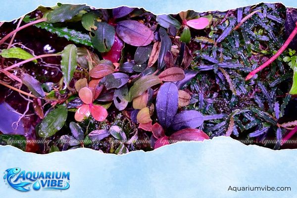 Bucep lá tím 4 Tránh vùi thân rễ bucep tím vào nền để cây không bị thối gốc