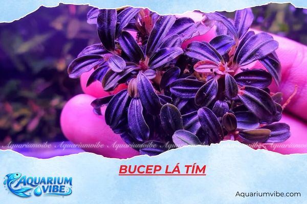 bucep-la-tim bucep lá tím