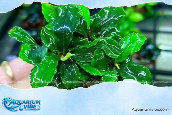 Bucep lá xanh 4 Có thể buộc cây bucep xanh lên đá, lũa hoặc giá thể để ngăn chặn tình trạng thối thân