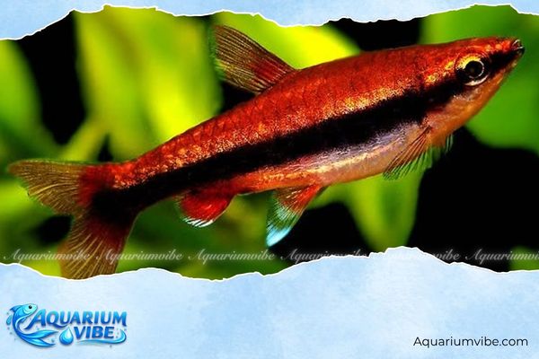 Cá bút chì Cenepa 4 Điều kiện bể aquarium cần có để nuôi cá bút chì đỏ