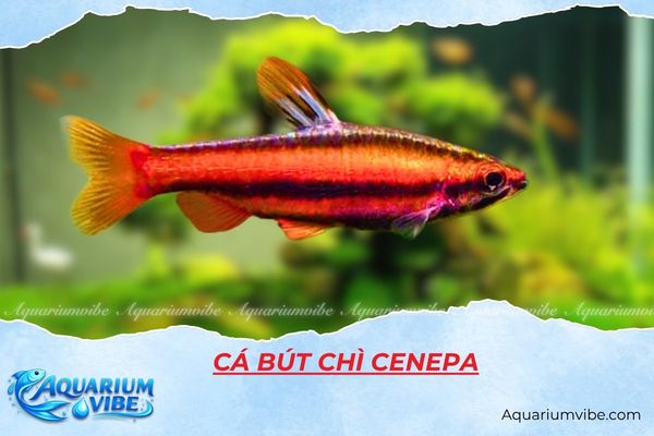 ca-but-chi-cenepa Cá bút chì Cenepa