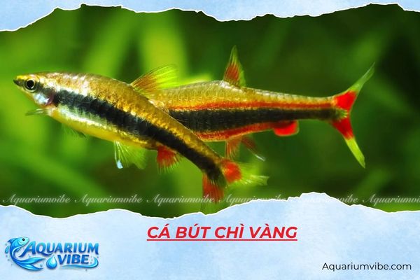 ca-but-chi-vang Cá bút chì vàng