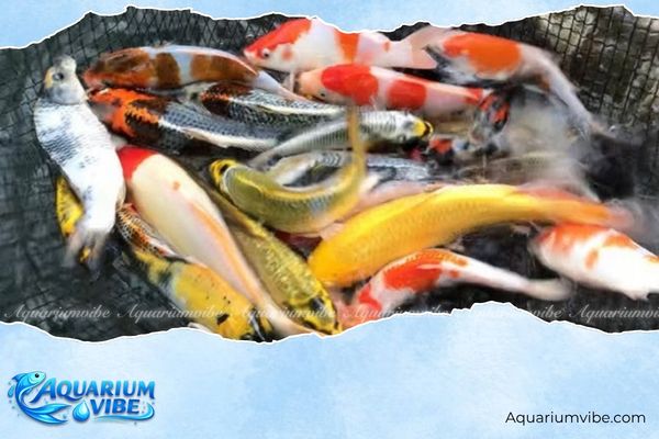Cá cảnh chết báo hiệu điều gì? Cách hiểu đúng và xử lý hiệu quả 1 Cá cảnh chết chưa hẳn là mang điềm gở mà chỉ đơn giản là do bệnh hoặc môi trường