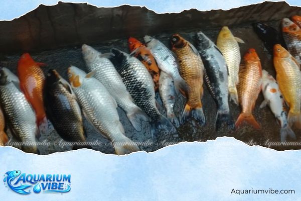 Cá cảnh chết báo hiệu điều gì? Cách hiểu đúng và xử lý hiệu quả 3 Bị bệnh do nấm, vi khuẩn là một trong những nguyên nhân khiến cá cảnh chết