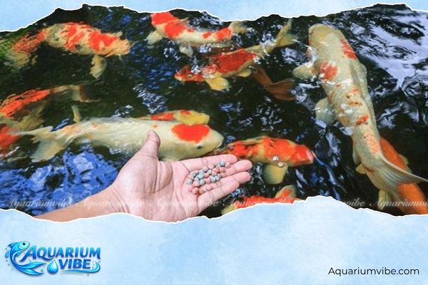 Cá cảnh chết báo hiệu điều gì? Cách hiểu đúng và xử lý hiệu quả 5 Không nên thả quá nhiều cá trong không gian để tránh tình trạng cá chết
