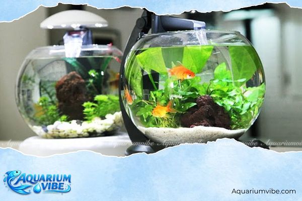 Có nên nuôi cá trong phòng ngủ không? Điều bạn cần biết 3 Có nên nuôi cá trong phòng ngủ hay không