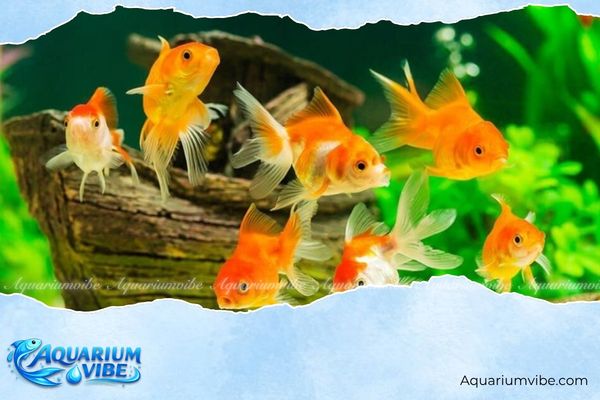 Có nên nuôi cá trong phòng ngủ không? Điều bạn cần biết 4 Mẹo nuôi cá trong phòng ngủ