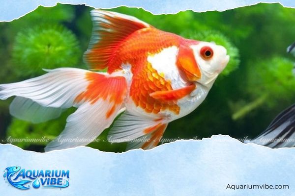 Nên nuôi cá số chẵn hay lẻ? Cách chọn đúng theo phong thuỷ 2 Chọn nuôi cá số lẻ theo phong thuỷ