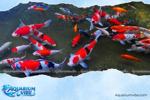 Những loại cá nên nuôi trong nhà đẹp, hút tài lộc may mắn 4 Cá Koi hợp nuôi trong nhà