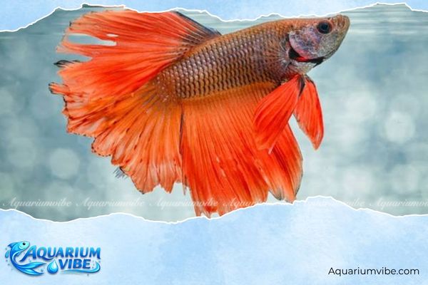 Những loại cá nên nuôi trong nhà đẹp, hút tài lộc may mắn 6 Cá Betta dễ nuôi, thích nghi môi trường trong nhà