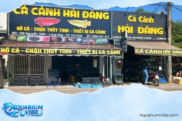 Top 6 Shop cá 7 màu TPHCM đẹp, giá rẻ và uy tín nhất 1 Cá Cảnh Hải Đăng - Shop cá 7 màu TPHCM đa dạng, giá rẻ