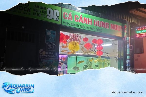 Top 6 Shop cá 7 màu TPHCM đẹp, giá rẻ và uy tín nhất 2 Cá Cảnh Hưng Nguyễn