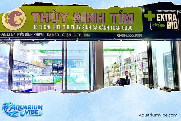 Top 6 Shop cá 7 màu TPHCM đẹp, giá rẻ và uy tín nhất 5 Thuỷ Sinh Tím