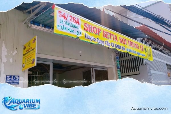 Top 5 shop cá betta TPHCM uy tín, giá tốt nhất 2026 5 Betta Galaxy Shop - Shop cá betta TPHCM chất lượng, giá tốt