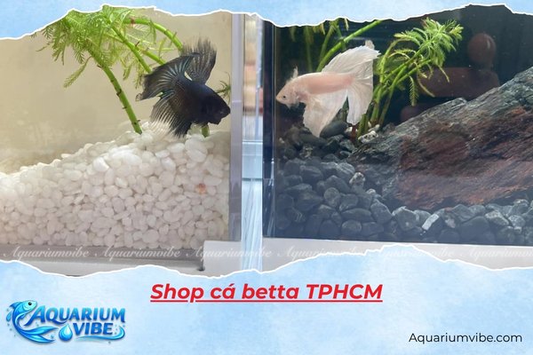 Top 5 shop cá betta TPHCM uy tín, giá tốt nhất 2026