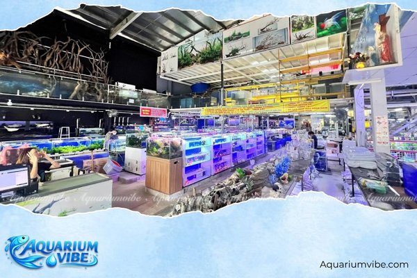 Top 5 shop cá săn mồi TPHCM độc lạ cho dân chơi hệ chiến 1 Cá Cảnh Thủy Sinh Trung Tín - Shop cá săn mồi TPHCM lâu năm