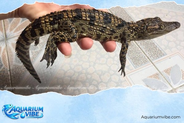 Top 4 shop cá sấu cảnh TPHCM độc lạ cho dân chơi cá cảnh 2 Cá Cảnh Thủy Sinh TRUNG TÍN - Shop cá sấu cảnh TPHCM lâu năm