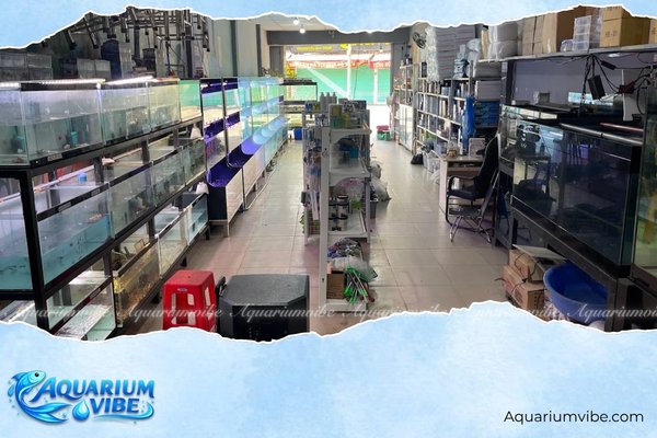 Top 5 shop phụ kiện cá cảnh TPHCM uy tín, giá tốt nhất 2026 4 Phố Cá Cảnh bán phụ kiện cá cảnh đa dạng