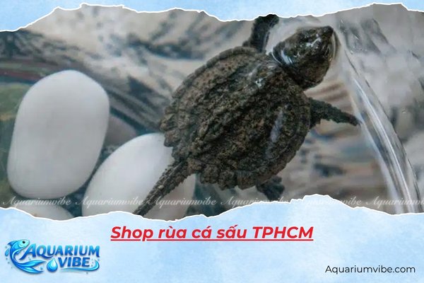 Top 4 shop rùa cá sấu TPHCM khỏe mạnh, đáng mua nhất