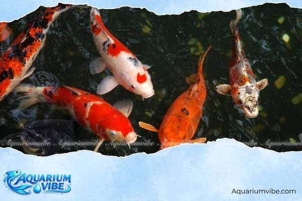 Tuổi 1979 có nuôi được cá cảnh không? Giải mã phong thuỷ 3 Người tuổi 1979 nên nuôi Cá Koi