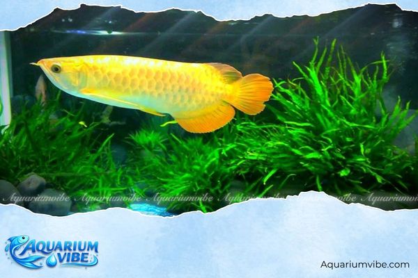 Tuổi 1984 có hợp nuôi cá cảnh không? Nên nuôi cá cảnh gì? 5 Cá Rồng là loại cá người tuổi Giáp Tý nên nuôi
