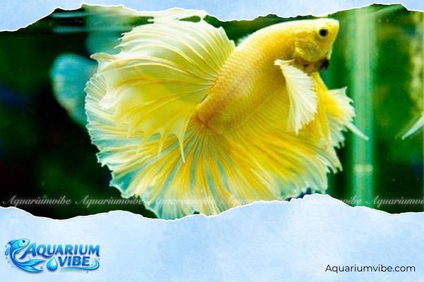 Tuổi 1984 có hợp nuôi cá cảnh không? Nên nuôi cá cảnh gì? 7 Chọn màu sắc cá cảnh hợp mệnh Giáp Tý 1984