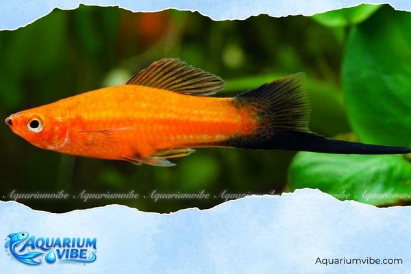 Giải đáp thắc mắc: Tuổi 1985 có hợp nuôi cá cảnh không? 8 Lưu ý khi nuôi cá cảnh cho người tuổi 1985