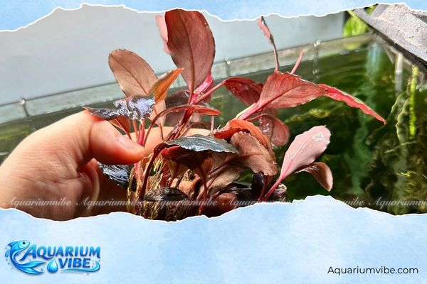 Bucep Athena Blue 2 Bucep Athena Blue có nguồn gốc từ đảo Borneo thuộc Đông Nam Á
