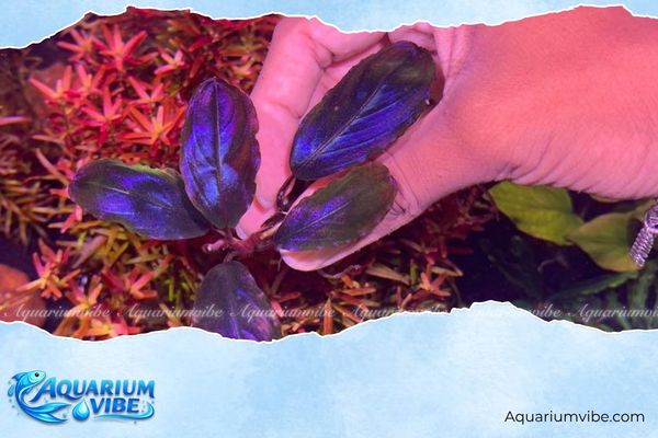 Bucep Athena Blue 3 Bucep Athena Blue có thể kết hợp với nhiều loại cây thủy sinh Bucep khác trong aquarium