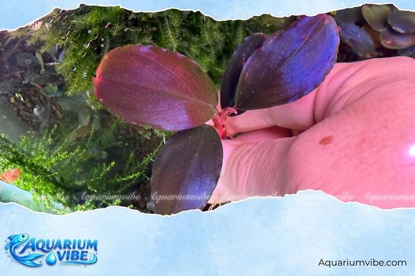 Bucep Athena Blue 4 Các điều kiện môi trường aquarium cần thiết để trồng Bucep Athena Blue lên màu đẹp