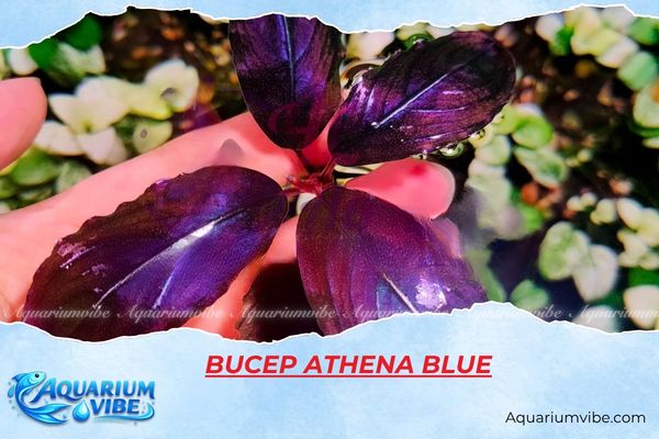 bucep-athena-blue Bucep Athena Blue