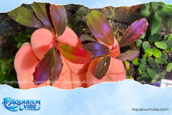 Bucep King Devil 3 Bucep King Devil thường được trồng trong hồ Aquarium tự nhiên