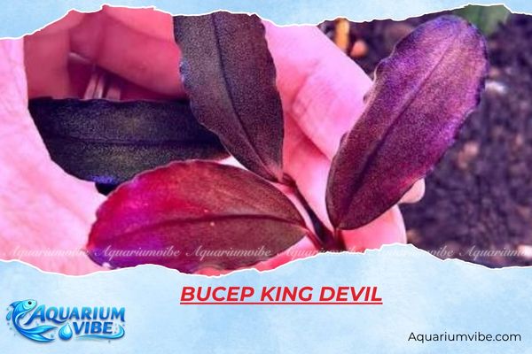 bucep-king-devil Bucep King Devil