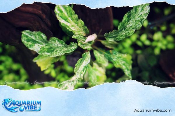 Bucep Marble 1 Bucephalandra Marble có các mảng trắng phân bố ngẫu nhiên trên nền lá xanh