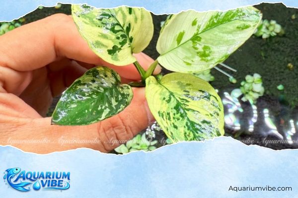 Bucep Marble 2 Marble Bucep xuất hiện nhiều tại các khu rừng nhiệt đới thuộc Indonesia và Malaysia