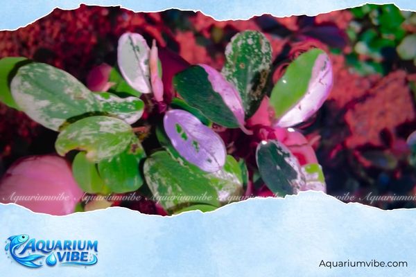 Bucep Marble 3 Bucep Marble lên màu đẹp trong môi trường Nature Aquarium