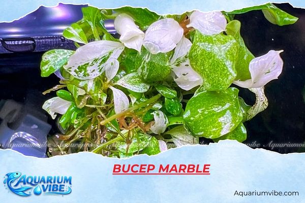 bucep-marble Bucep Marble