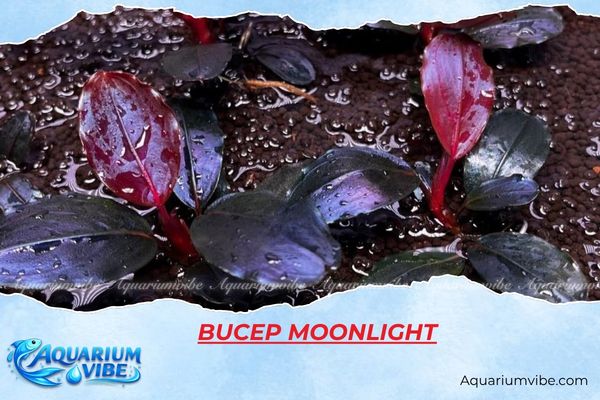 bucep-moonlight Bucep Moonlight
