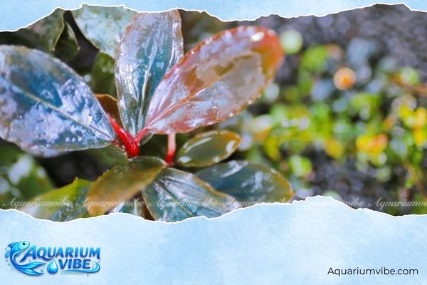 Bucep Pandora 1 Màu lá Pandora Bucep có tím ánh đỏ hoặc đỏ tía thay đổi theo điều kiện môi trường