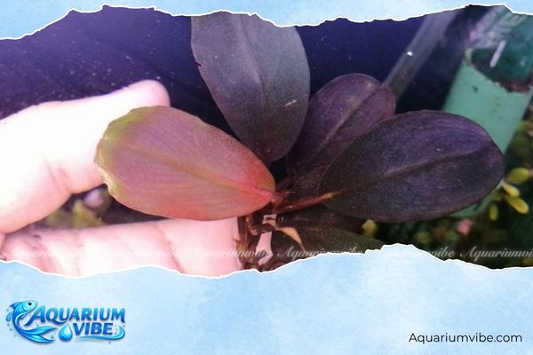 Bucep Pandora 2 Bucep Pandora Queen có nguồn gốc từ rừng nhiệt đới đảo Borneo