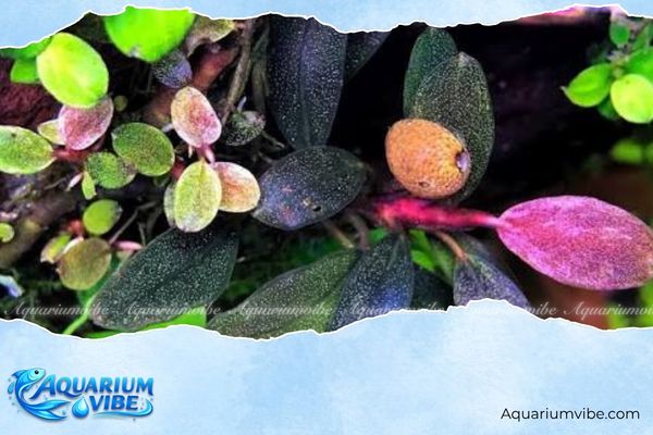 Bucep Pandora 3 Bố cục trồng Bucep Pandora cùng các cây thủy sinh khác