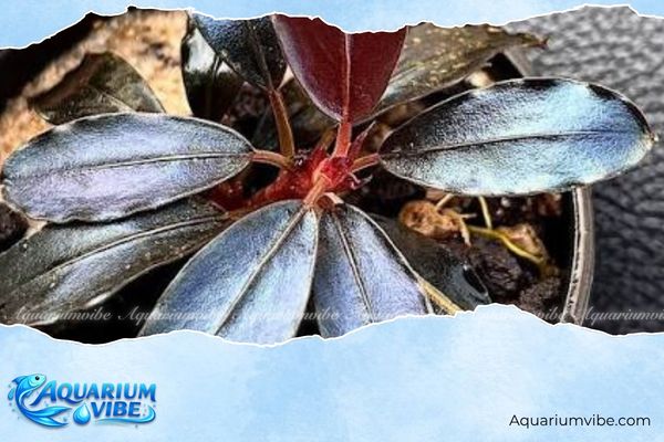 Bucep Pandora 4 Tránh chôn kín phần thân rễ Bucep Pandora dưới nền để hạn chế bị úng rễ