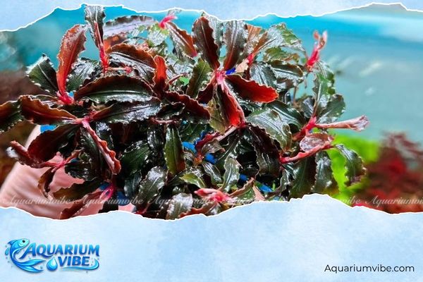 Bucep Red Dragonfly APC 1 Bucep Dragonfly có kích thước lá nhỏ, màu đỏ tím nổi bật
