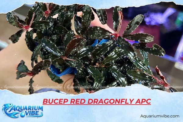 bucep-red-dragonfly-apc Bucep Red Dragonfly APC
