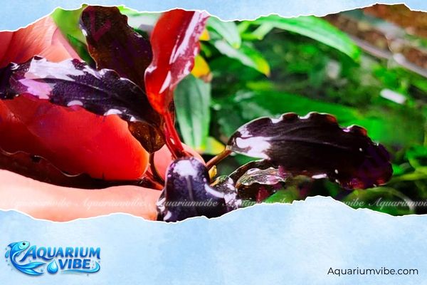 Bucep Sekadau Purple 1 Lá Bucep Sekadau Purple có thể thay đổi từ tím sẫm đến đỏ tím, ánh kim trong điều kiện ánh sáng khác nhau
