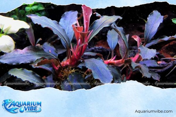 Bucep Sekadau Purple 2 Sekadau Purple được lấy theo tên của Sekadau trên đảo Borneo, Indonesia