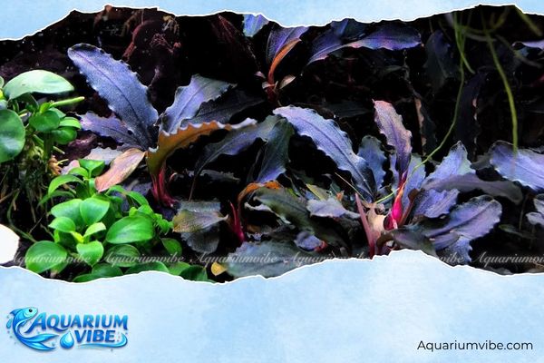 Bucep Sekadau Purple 3 Bucep Sekadau Purple thường được đặt ở khu vực trung cảnh trong bể aquarium