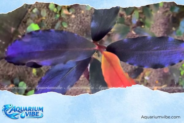Bucep Sekadau Purple 4 Kinh nghiệm chăm Bucep Sekadau Purple lên màu đẹp trong aquarium