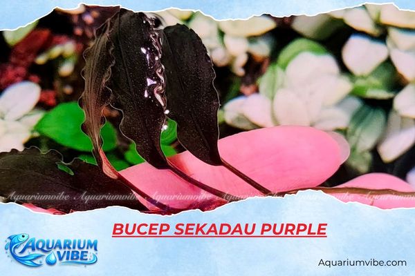 bucep-sekadau-purple Bucep Sekadau Purple